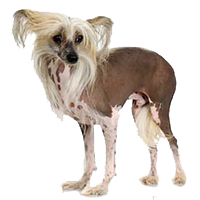 chinese-crested-dogs